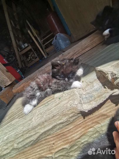 Домашние животные кошки