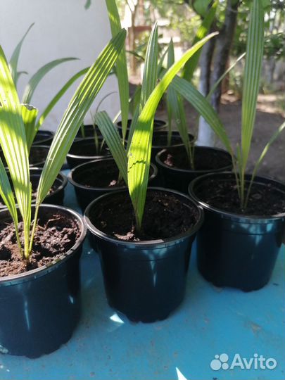 Пальма трахикарпус