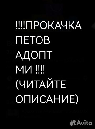 Прокачка петов adopt me