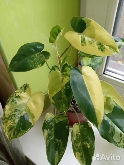 Филодендрон бурле маркс вариегат