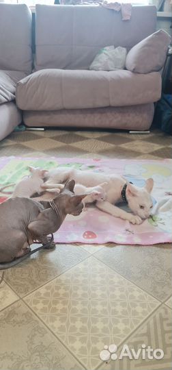 Котята сфинкс