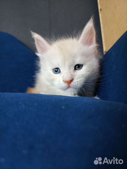 Котята мейн-кун