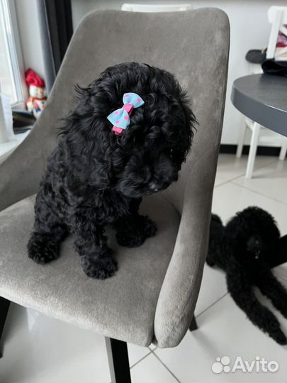 Карликовый пудель