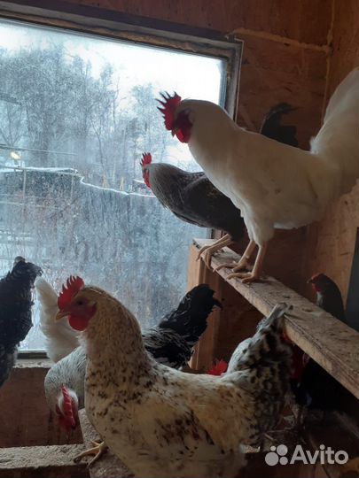 Молодые петухи