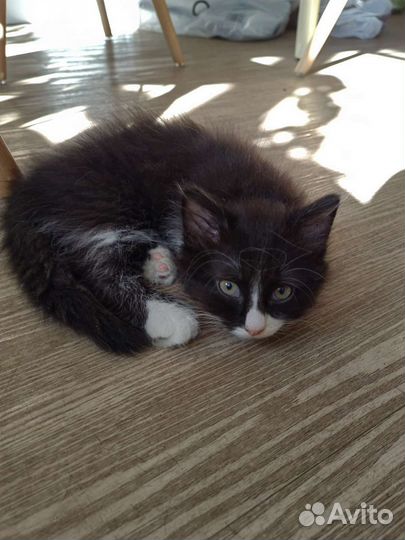 Котята в добрые руки бесплатно