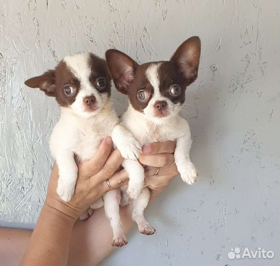 Мини мальчики Чихуахуа