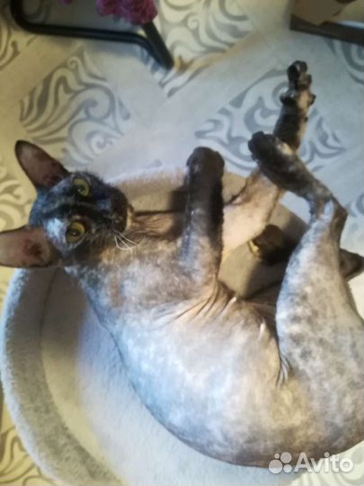 Велюровый сфинкс