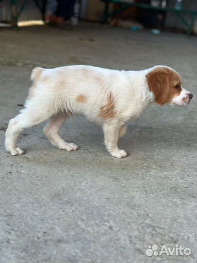 Бретонский эпаньоль щенки