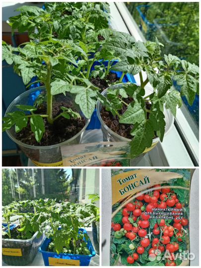 Рассада балконных помидор