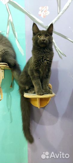 Мейн-кун мальчик голубой солид 4 мес