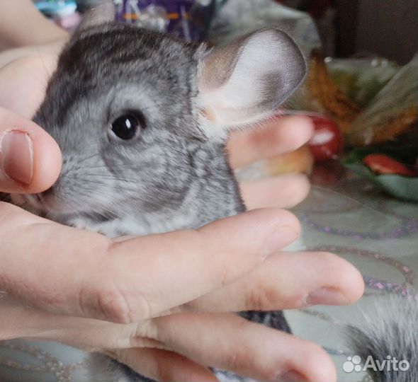 Шиншилла