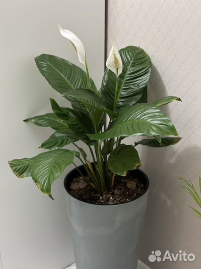 Спатифиллум