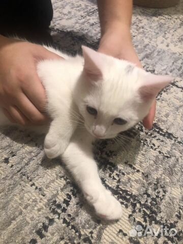 Кот(котёнок-4 месяца) объявление продам