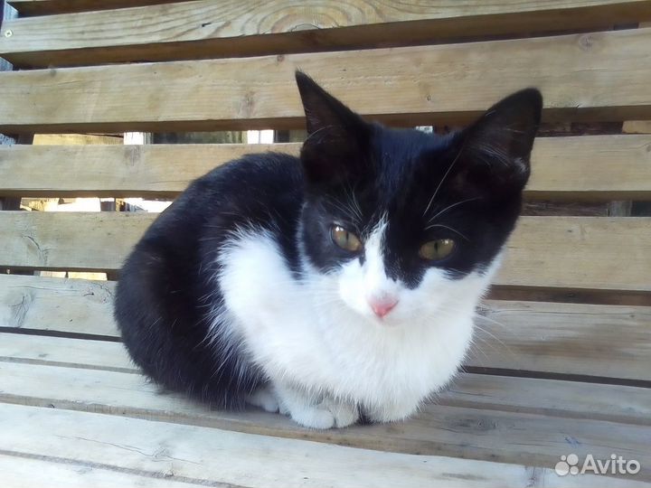 Котенок девочка в добрые руки