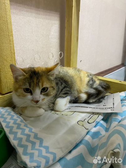 Кошки ищут дом