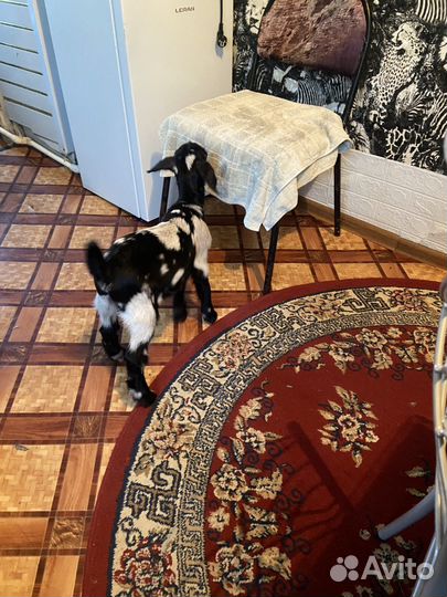 С/х козочка