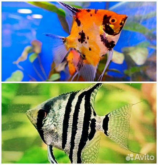 Аквариумные рыбки