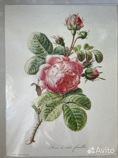 Постер цветы