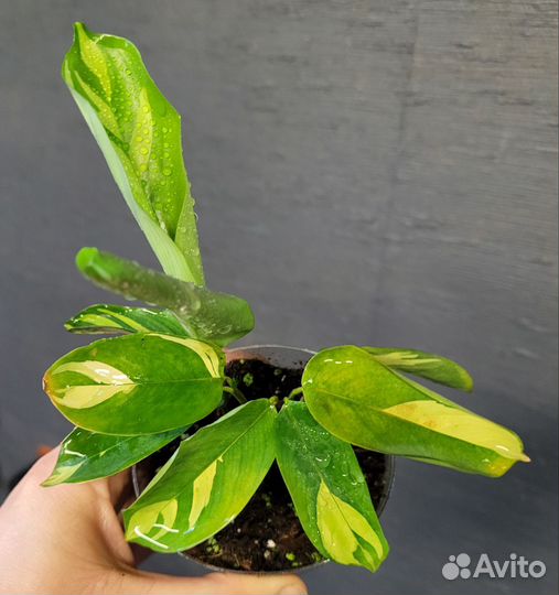 Марантовые Ктената Пилоза Голден Мозаик