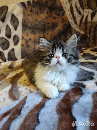 Продам персидского котёнка