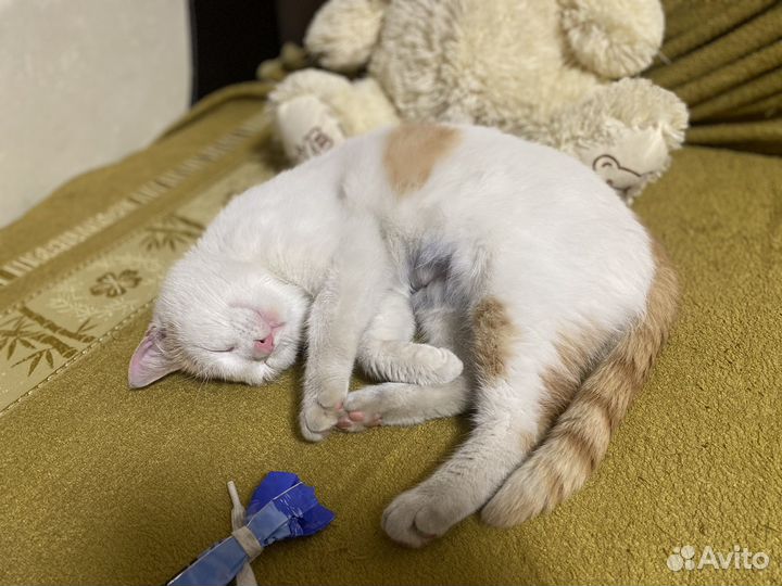 Кошка в добрые руки
