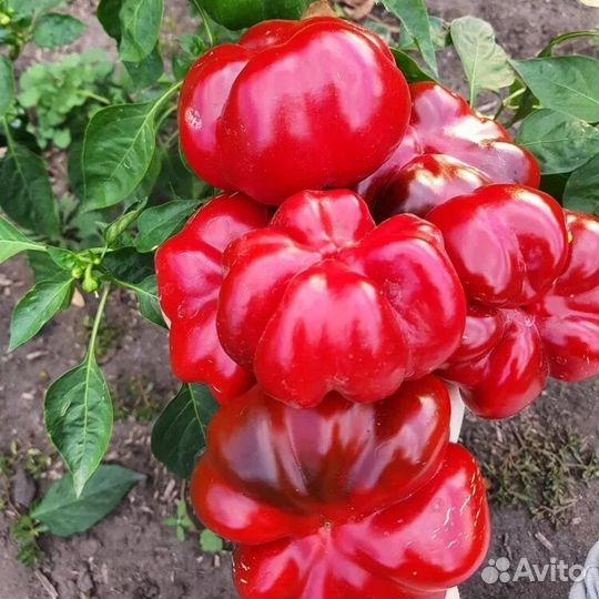 Рассада перца