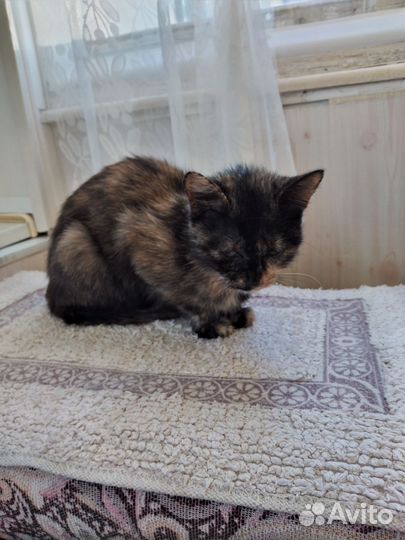 Кошечка для души Черепашка