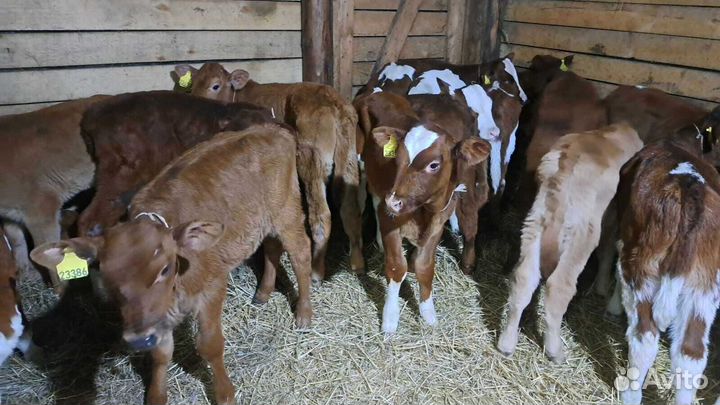 Телята бычки с доставкой