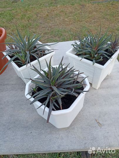 Суккуленты