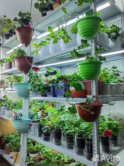 Пеларгония герань. Личная коллекция