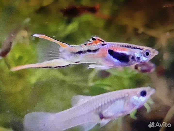 Рыбки гуппи
