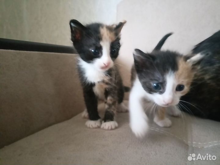 Котята в добрые руки даром бесплатно
