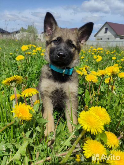 Щенок немецкой овчарки