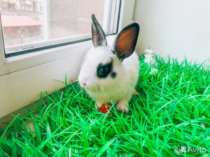 Карликовый кролик - очень редкий