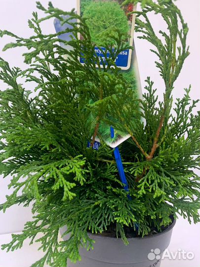 Кипарисовик тупой pygmaea