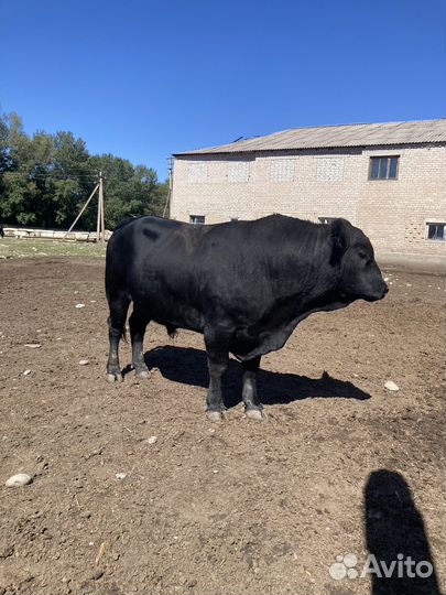 Абердин ангус