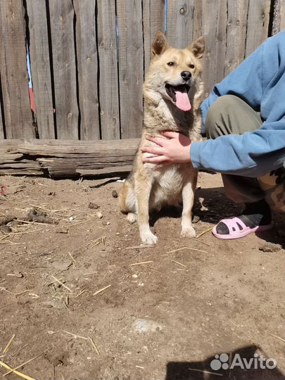 Найда ищет дом