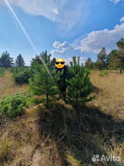 Елки Новогодние (сосна)