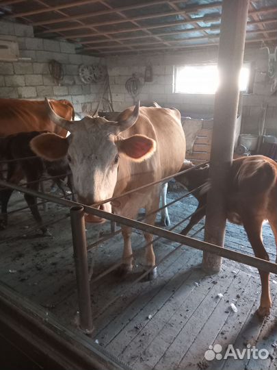 Корова дойная с теленком