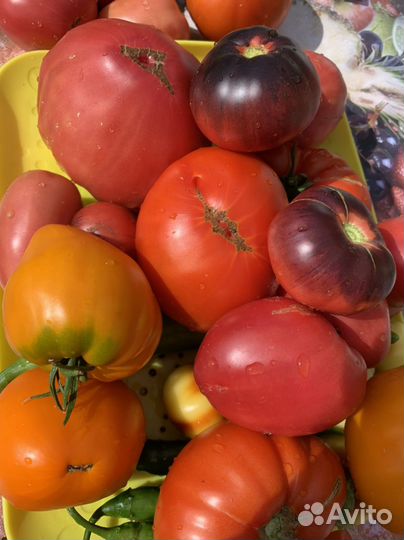 Семена томатов гномы