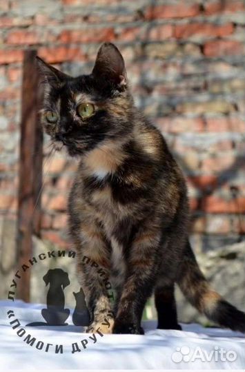Котик с сво