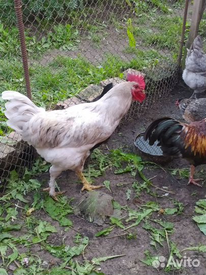 Молодые петухи