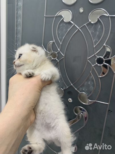 Чисто кровный котенок выслаухая девочка 15 тыс