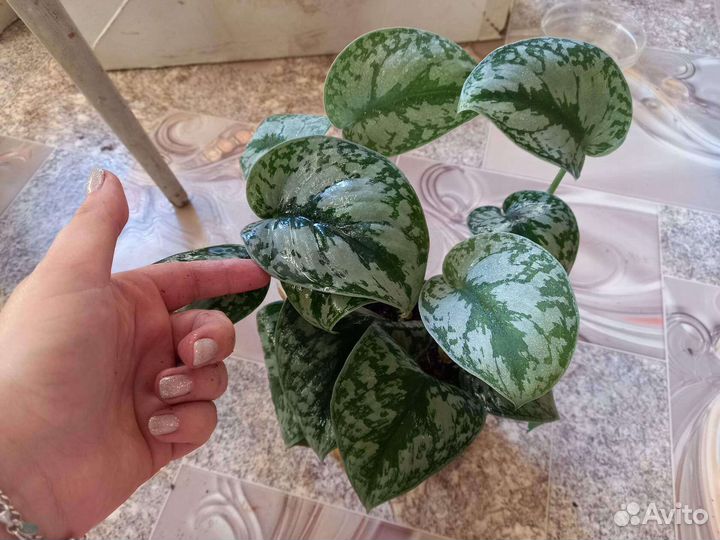 Цветы комнатные