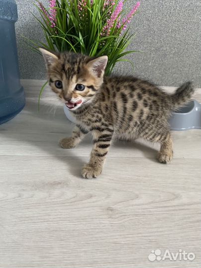 Бенгальская