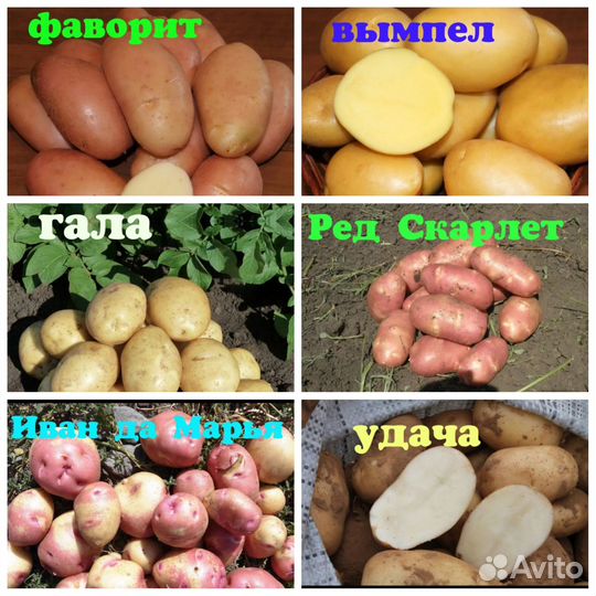 Картофель сортовой