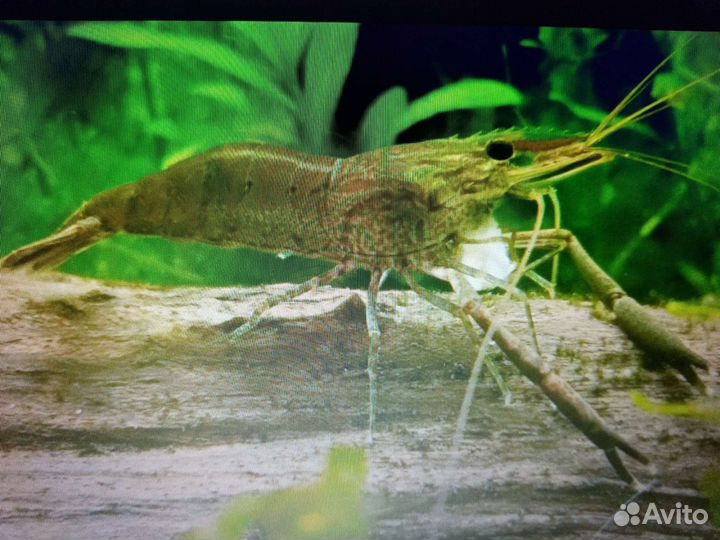 Уничтожитель незванных гостей, макробрахиум