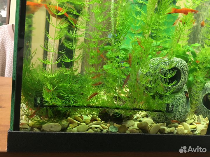 Держатель для роголистника