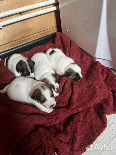 Джек рассел терьер