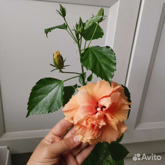 Гибискус махровый персиковый коралловый